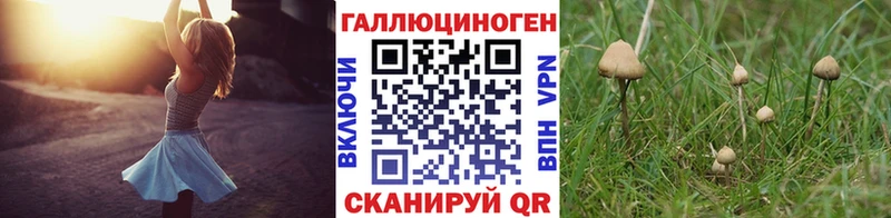 Псилоцибиновые грибы Psilocybine cubensis  Ужур 